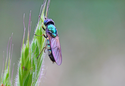 Chloromyia formosa (Stratiomyidae)